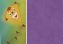folia kite paper lilac 70x100cm 8812066